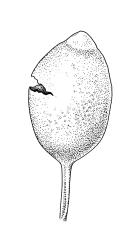 Bryobeckettia bartlettii, capsule. Drawn from W. Martin 3419, CHR 266327.
 Image: R.C. Wagstaff © Landcare Research 2019 CC BY 3.0 NZ